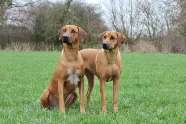 Monty & Malou