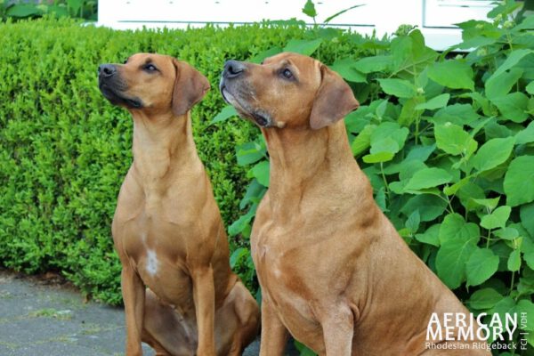 Malou & Mambo