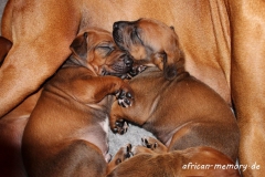 IMG_9450 (1024x682)_Blau&Lila(2)