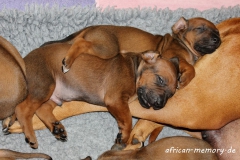 IMG_9523 (1024x684)