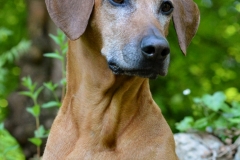 DSC_0173_final_ID (706x1024)