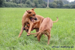 IMG_5925 (1024x683)