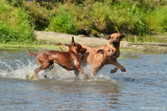 DSC_3379_ID (1024x684)