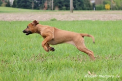 IMG_2394 (1024x685)