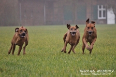 IMG_8764 (1024x682)