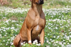 Malou (8)