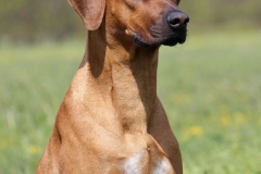 Monty (1)