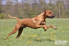 Monty (2)