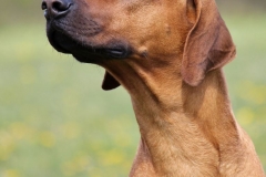 Monty (3)