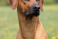 Monty (4)