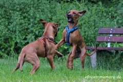 IMG_3336 (1024x681)