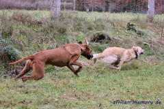 IMG_7742 (1024x682)