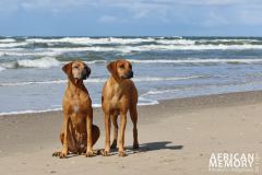 Texel 2017