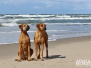 Texel 2017