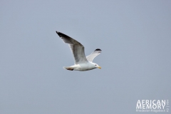 IMG_8713 (1024x682)