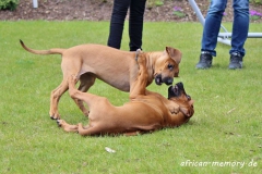 IMG_2464 (1024x684)