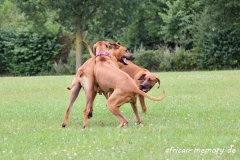 IMG_5245 (1024x682)