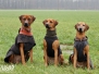 Themba, Nala, Abby Weihnachten 2017