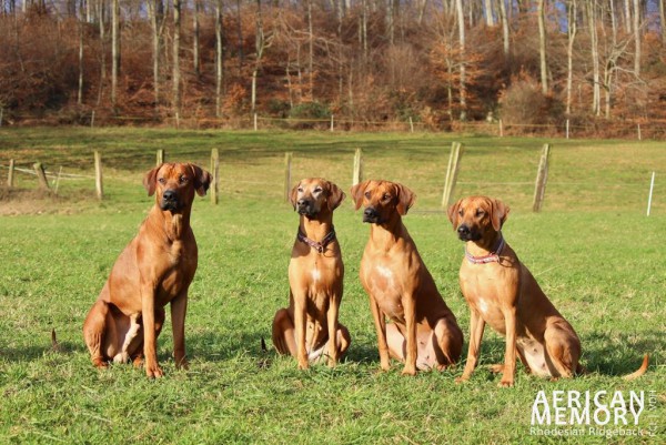 Rocky, Amali, Ava, Malou