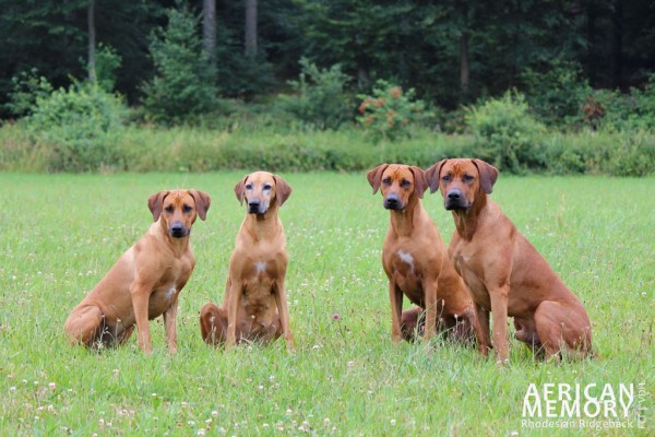 Malou, Amali, Ava, Rocky
