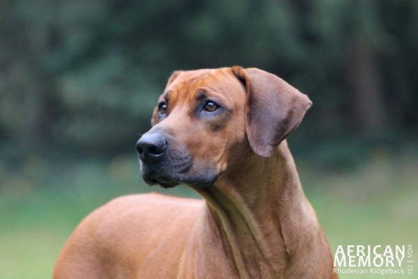 Ava