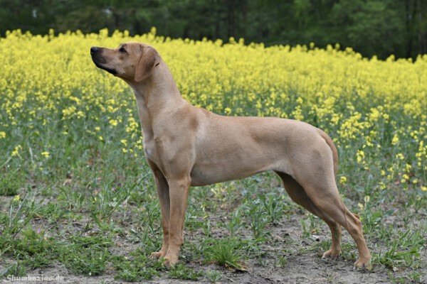 charset=Ascii binary comment